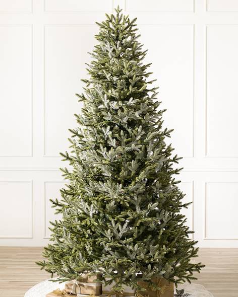 BH Fraser Fir Narrow Tree- child-1